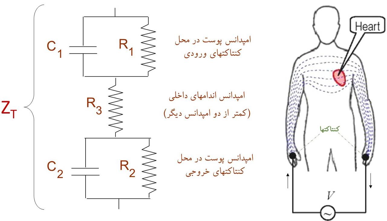 اثر برق گرفتگی بر بدن انسان 2 مدل الکتریکی بدن انسان